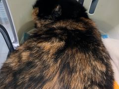 -纳吉亚猫专科动物医院(康都外科中心)