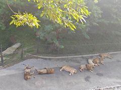 -大连森林动物园