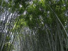 -玉树公园