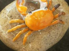 -XPEL旗舰店·汽车贴膜·隐形车衣·改色贴膜