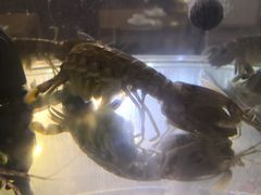 -泰华海鲜中餐厅(普吉镇店)