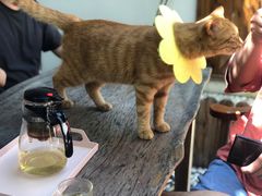 -喵屿·大理花园猫咖