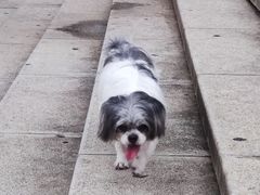 -宠颐生猫科·内科皮肤科(西平世纪城店)