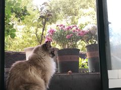 -喵的天空名猫咖啡馆·撸猫·猫舍·用品