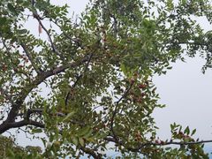 -香山公园