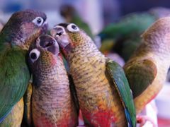 -青石桥花鸟鱼虫市场(叠翠城店)