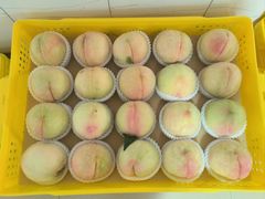 -老袁家蜜桃农场·阳山水蜜桃