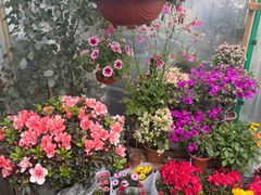 -龙大花卉苗木市场