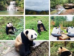 -中国大熊猫保护研究中心雅安碧峰峡基地