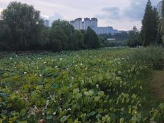 -贵阳市花溪国家城市湿地公园