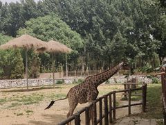 -北京野生动物园