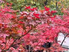 -西安市长乐公园