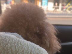 -东日国际动物医院·CT·心脏专科(桃源分院)