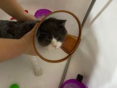 -十年猫舍·猫咪专门店(普陀店)