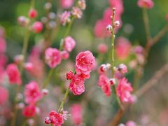 -桃花涧
