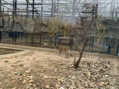 -石家庄市动物园