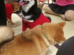 -逗柴咖啡屋·狗咖猫咖宠物桌游