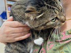 -瑞派旺宝宠物医院·犬猫全科综合·尿道专科(莲兴院)