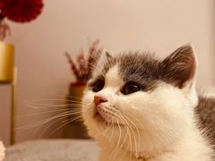 -momokira米努特·德文卷毛猫·棉花面纱犬
