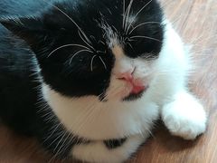 -猫友咖啡店(玉林西路店)