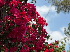 -四川大学(华西校区)