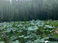 -团结湖公园