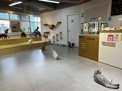 -Heymao猫咖.咖啡厅(东门店)