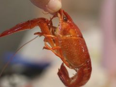 -靓靓蒸虾·头牌蒸虾(南山桂庙店)