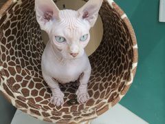 -飞行喵MR PILOT|猫舍·猫咖(静安大融城店)