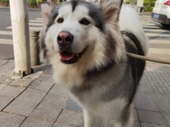 -李小姐の猫咖啡馆(五角场店)