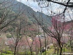 -雁南飞茶田景区