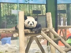 -栾川竹海野生动物园