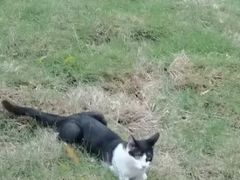 -东莞宠友24H宠物中心医院·转诊夜诊·异宠(新河北路院)