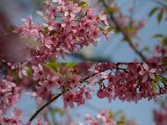 -三圣花乡旅游区