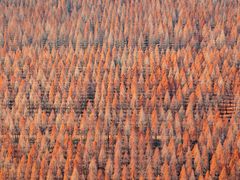 -黄海国家森林公园