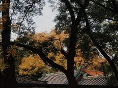 -北京国子监胡同