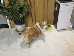 -宠福鑫康馨动物医院·骨科·眼科