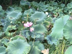 -深圳仙湖植物园