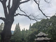 -习家池