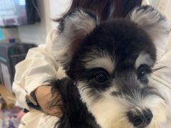 -翊宠yipet猫狗购宠庄园犬舍•猫舍