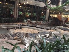-白虎自助餐厅·真老虎·景观自助餐厅(广州长隆酒店)