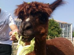 -红栌温泉山庄生态美食餐厅