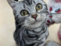 -喵宠乐园·撸猫互动·猫舍