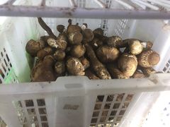 -双喜农庄·菌香园(安居家园店)