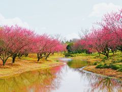 -花开海上生态园