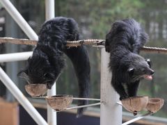 -清迈夜间动物园