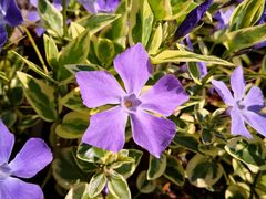 -春花秋色城市公园