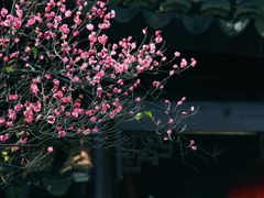 -八大山人梅湖景区