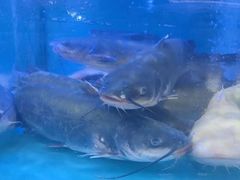 -韩妹鱼庄·泸定老字号(泸定店)