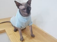-李小姐の猫咖啡馆(五角场店)